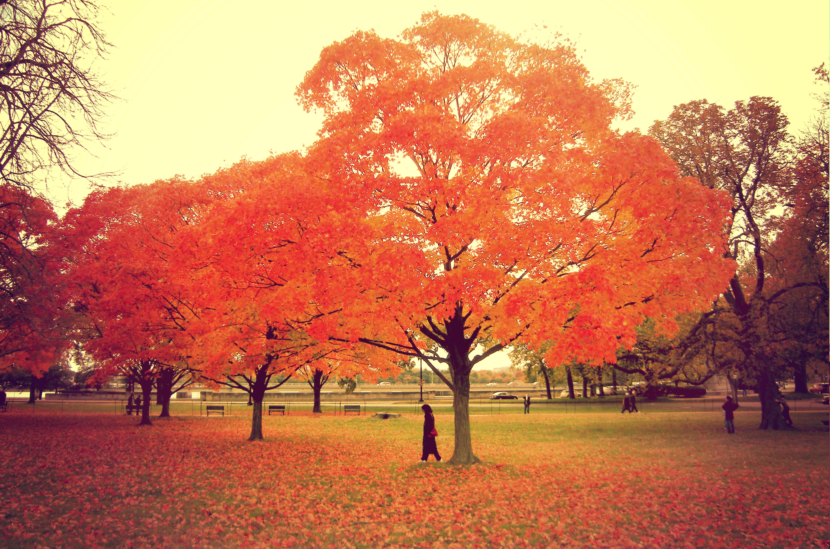 einige Bäume mit rot-gelben Herbstlaub