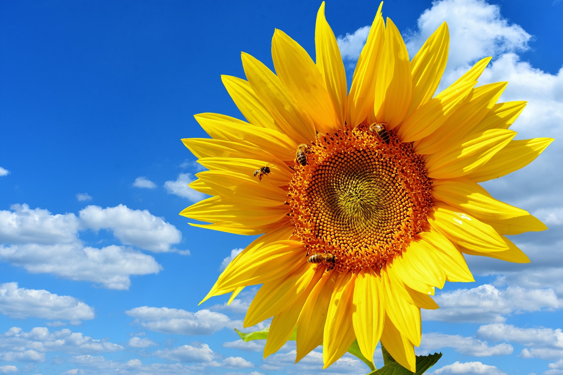 Eine leuchtend-gelbe Sonnenblume, mit einigen Bienen an der Blüte, vor einem blauen Himmel